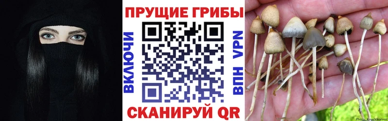 Галлюциногенные грибы GOLDEN TEACHER  Среднеколымск 